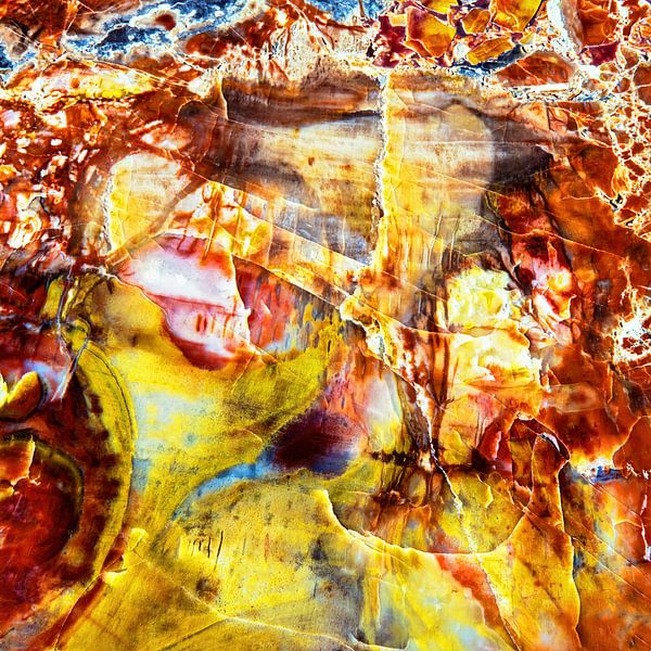 Versteinertes Holz von Ko Hoogesteger