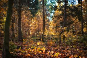 Kleurrijk herfstbos sur Jenco van Zalk