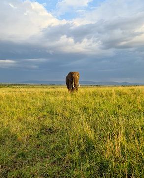 Wilde olifanten in de bosjes van Afrika van MPfoto71