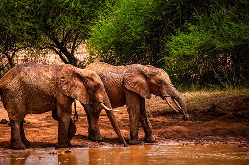 Rode olifanten bij de waterpoel in Kenia, Tsavo Nationaal Park