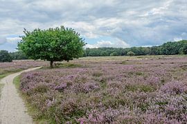 Tafelbergheide bij Blaricum by Peter Bartelings