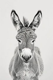 Esel - Schwarz Weiß von Poster Art Shop
