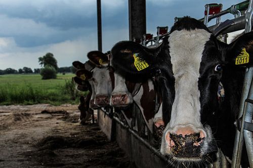 Kuh mit schwarzen Flecken.