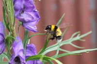 Busy bee