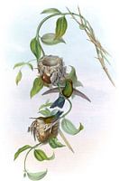 Brasilianer Emerald, John Gould