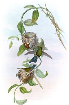 Braziliaanse Emerald, John Gould van Hummingbirds