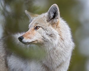 Coyote in America, wildlife in Yellowstone