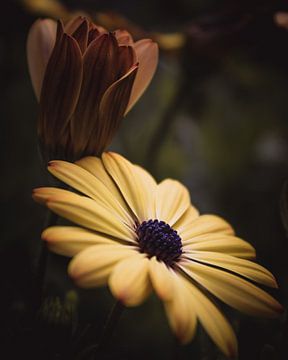 Stay with me van Sandra Hazes