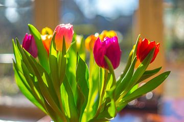 Een bos tulpen in diverse kleuren in tegenlicht