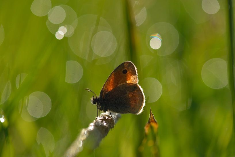 Lesser Meadowbird by Karin Jähne