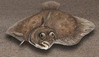 Antlitz einer Flunder (Platichthys flesus) aus der Froschperspektive