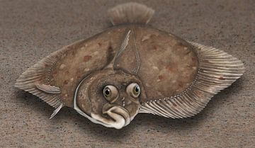 Aangezicht van een bot (Platichthys flesus) vanuit het kikkerperspectief van Urft Valley Art