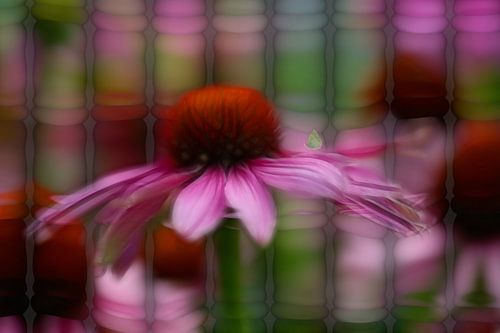 Rode zonnehoed (Echinacea purpurea)