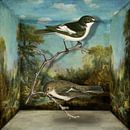 Ficedula Hypoleuca van Marja van den Hurk thumbnail