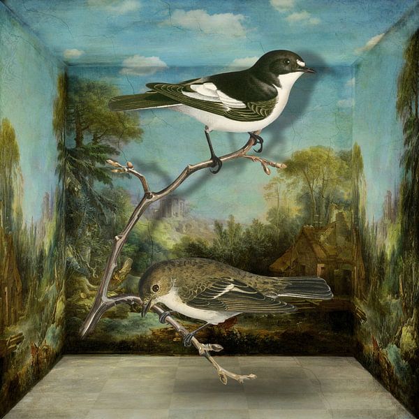 Ficedula Hypoleuca van Marja van den Hurk