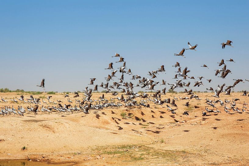Troupe de crains de demoiselle volant dans le ciel bleu, Rajasthan, Inde par Tjeerd Kruse