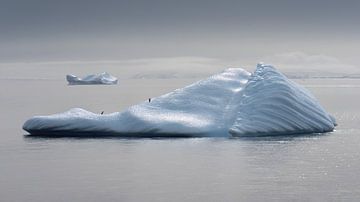 Een paar Adelie pinguins op een ijsberg in Antarctica van Anges van der Logt