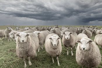 schafe auf dem deich, schafe, groningen