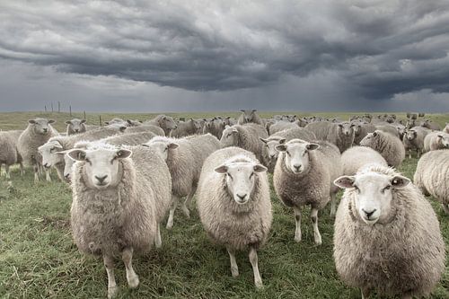 schapen op de dijk, schaap, groningen