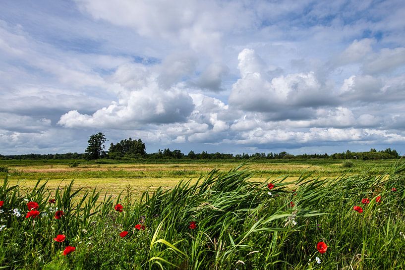 View Drente with poppies and clouds. by Brian Morgan