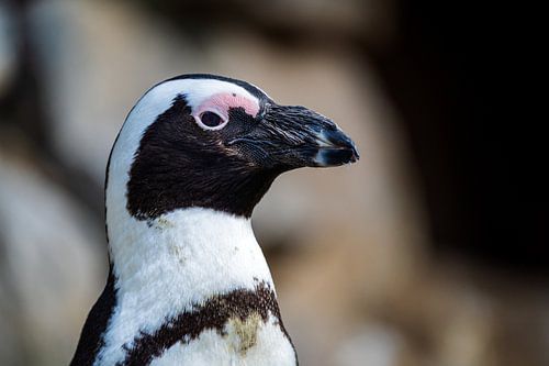 Schwarzfußpinguin, Porträt
