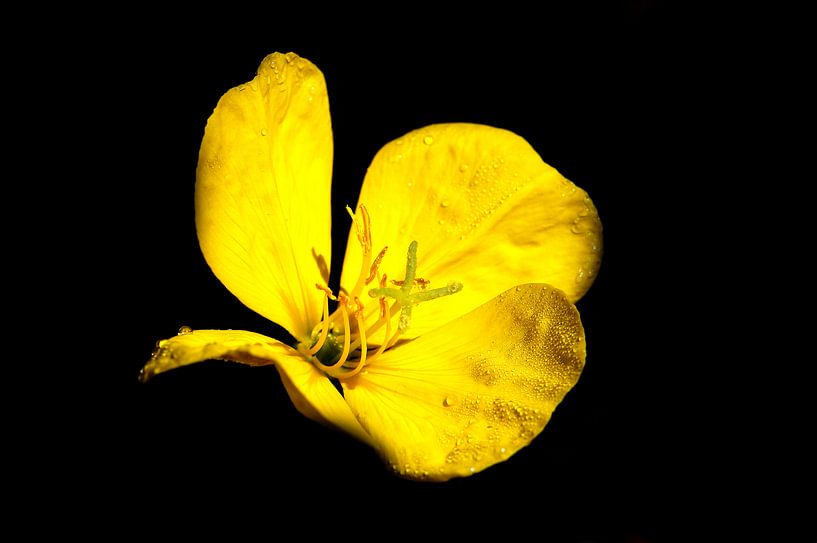 Gelbe Blüte vor schwarzem Hintergrund von Frank Herrmann