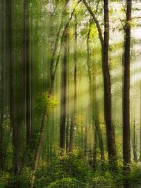 Belle après-midi dans la forêt sur RuxiQue