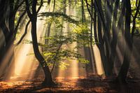 Light from above