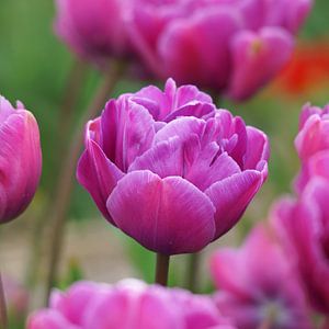 Paarse dubbele tulp