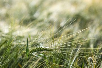 Le champ de maïs après la pluie sur Elke Wolfbeisser