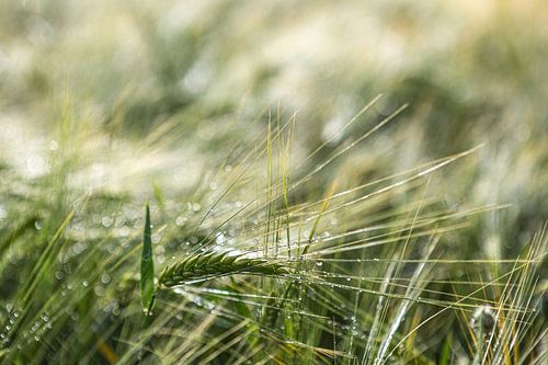 Le champ de maïs après la pluie