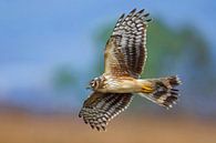 Hen Harrier female in flight by Beschermingswerk voor aan uw muur thumbnail