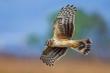 Hen Harrier female in flight by Beschermingswerk voor aan uw muur