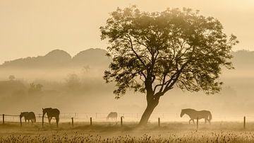 Paarden in de mist - 2 van Richard Guijt Photography