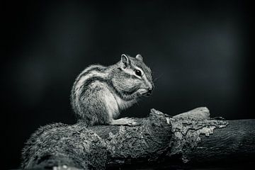 Siberian ground squirrel portrait by Roy IJpelaar