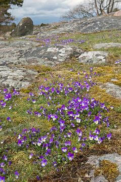 Common Violets / Sweet Violets ( Viola odorata ) flowering on a skerry at the coast of Sweden, Scand van wunderbare Erde