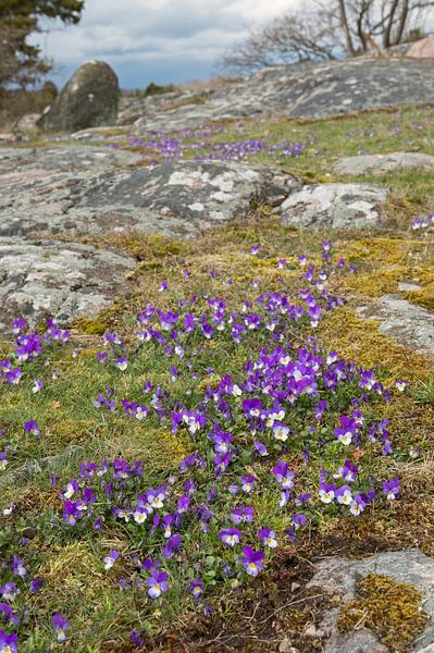 Duftveilchen ( Viola odorata ) blühen auf einer Schäre an der Küste Schwedens und läuten den Frühlin van wunderbare Erde