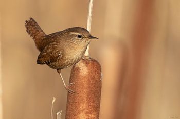 Wren