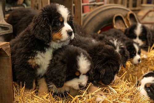 Berner pups op een  rijtje