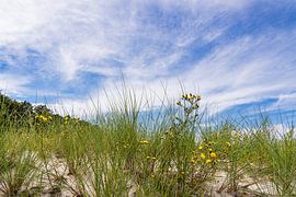 Düne an der Ostseeküste bei Zingst auf dem Fischland-Darß