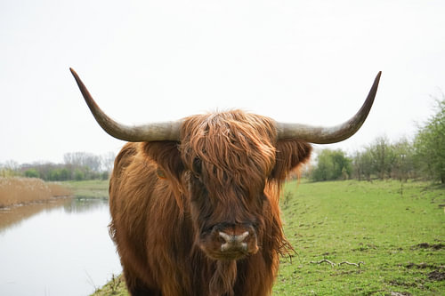 de schotse hooglander