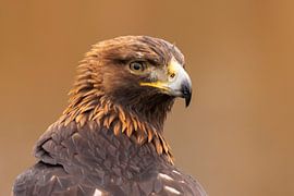 Steinadler, Aquila chrysaetos.