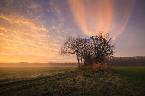 Kleurrijke Ochtend in de Polder