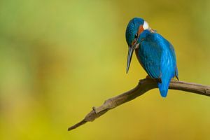 Eisvogel von Eisvogel.land - Corné van Oosterhout