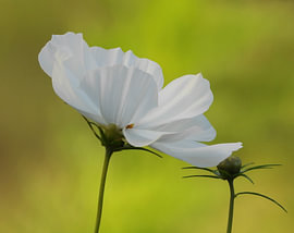 Cosmea von Chantal Morsink