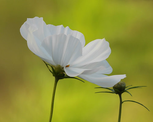 Cosmea