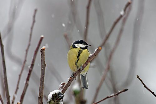 Koolmees in de sneeuw