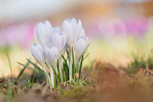 Crocuses 'Dreamy colours' by Dagmar Hijmans