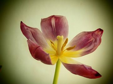 Tulipe GAUNT sur Made by Brigitte