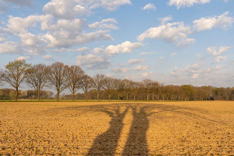 Zwei Bäume werfen bei Sonnenaufgang lange Schatten über das zentrallimburgische Ackerland von Karin de Jonge